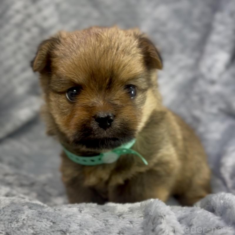 成約済の神奈川県のミックス犬-422169の11枚目