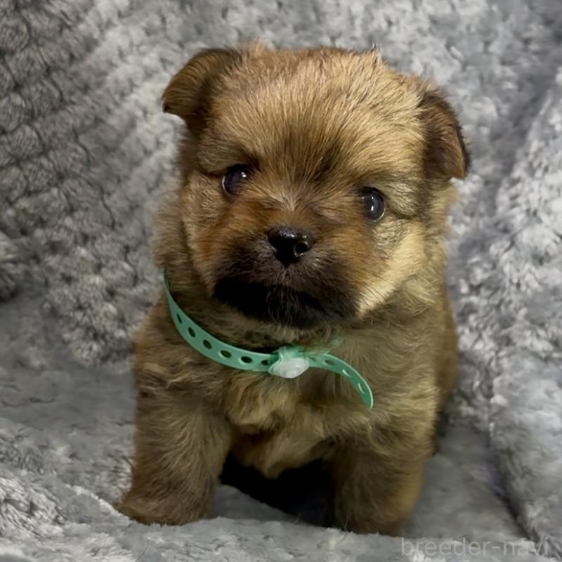 成約済の神奈川県のミックス犬-422169の10枚目