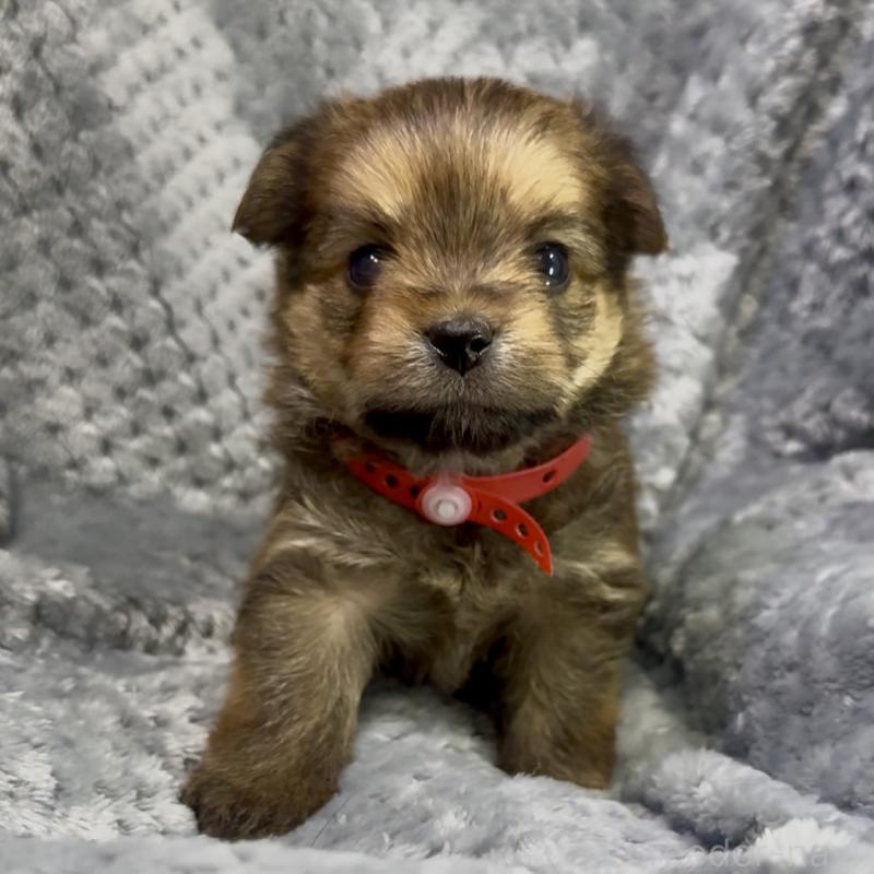 成約済の神奈川県のミックス犬-422170の12枚目