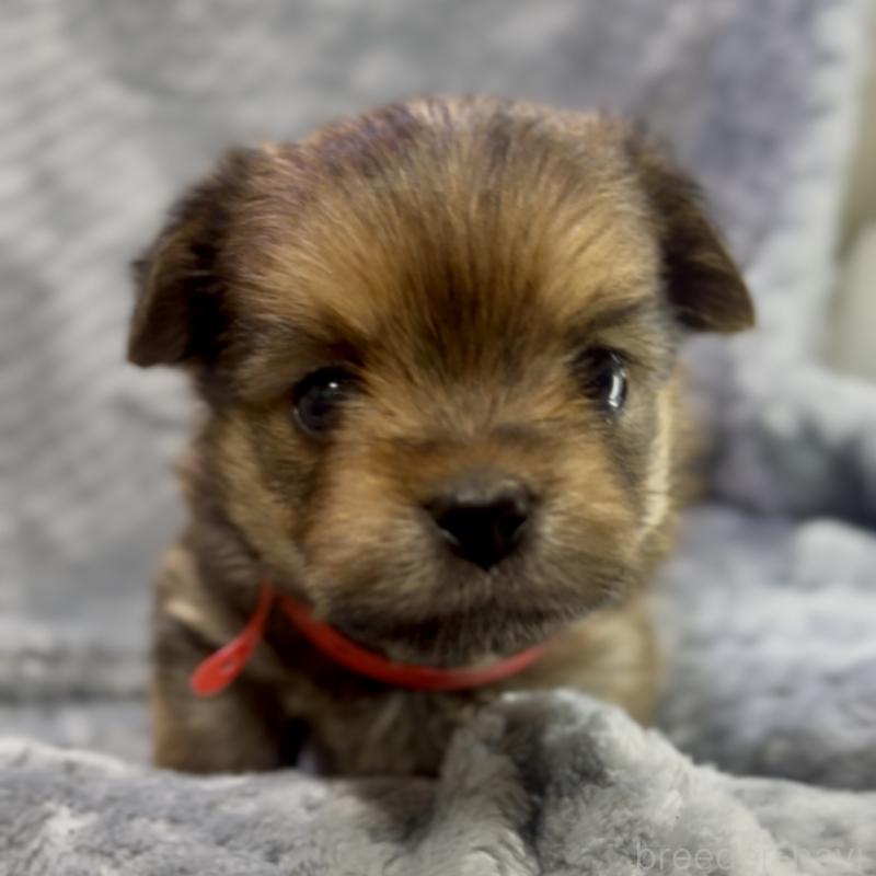 成約済の神奈川県のミックス犬-422170の11枚目