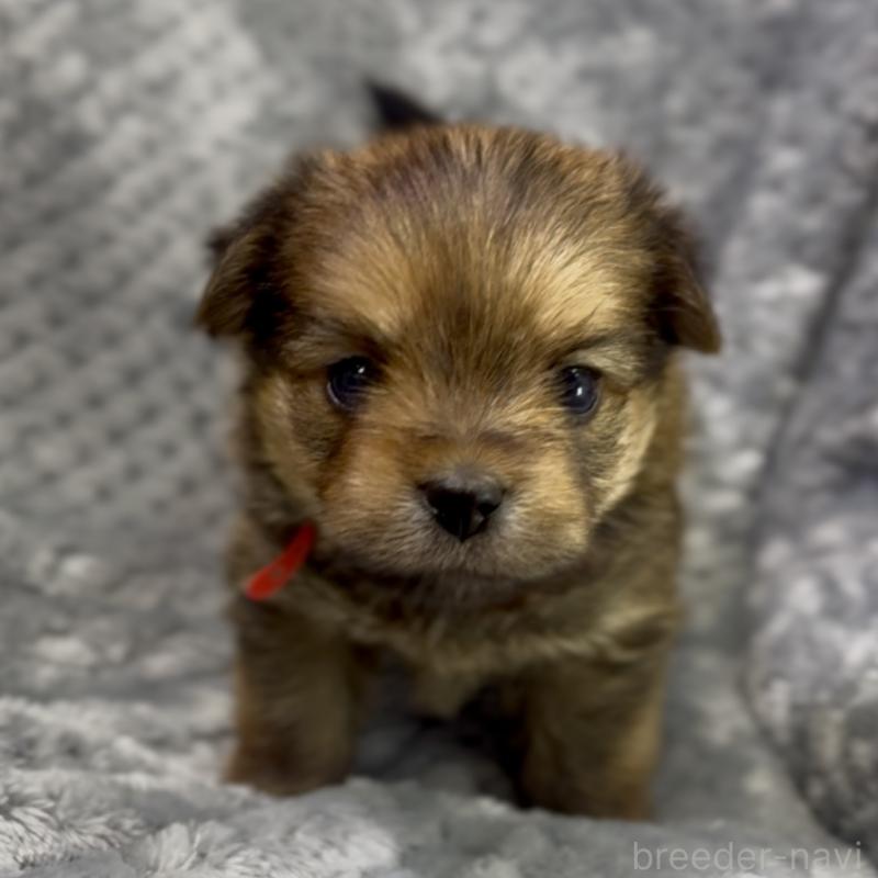 成約済の神奈川県のミックス犬-422170の10枚目