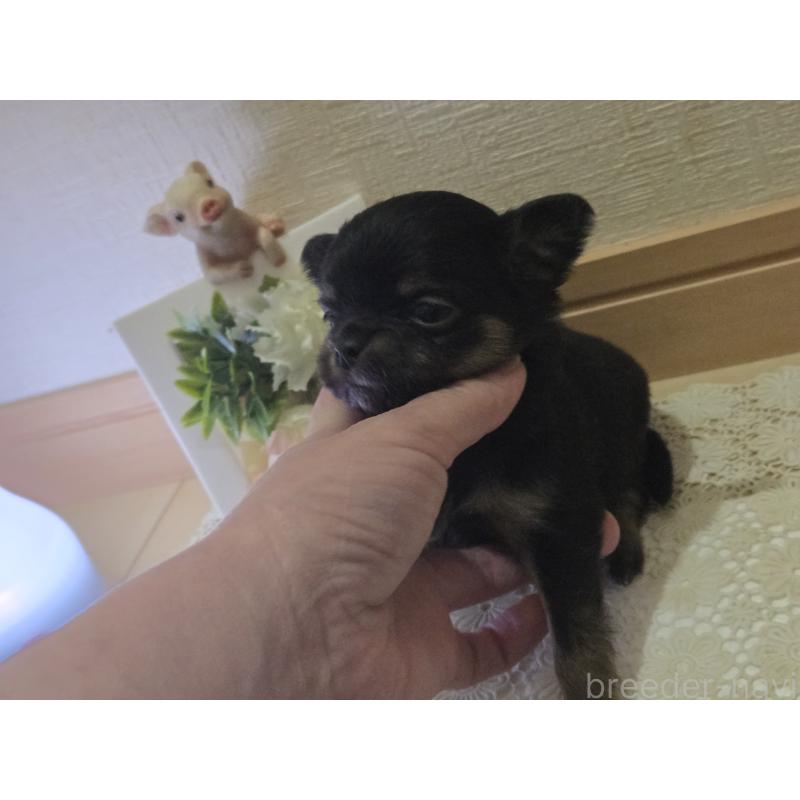 成約済の広島県のチワワ(ロングコート)-422573の40枚目