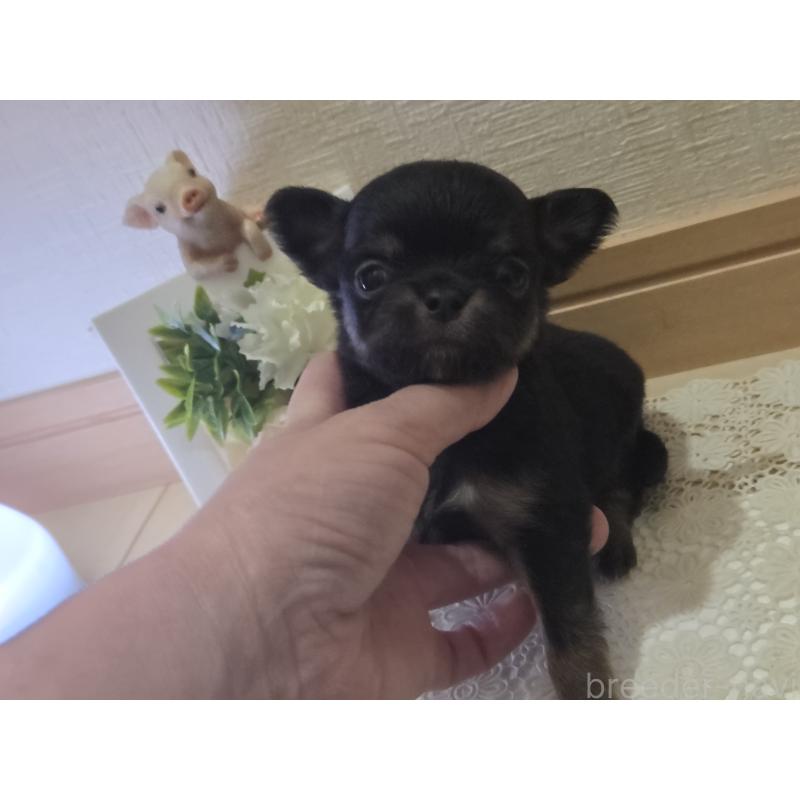 成約済の広島県のチワワ(ロングコート)-422573の39枚目