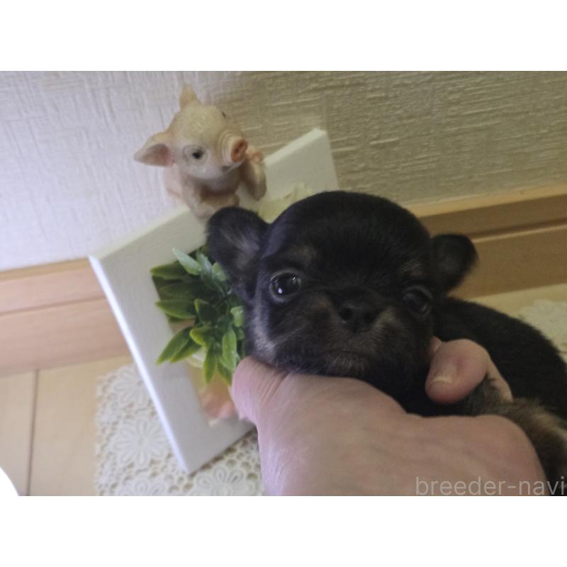 成約済の広島県のチワワ(ロングコート)-422573の38枚目