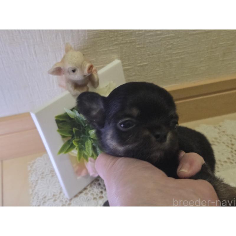 成約済の広島県のチワワ(ロングコート)-422573の37枚目