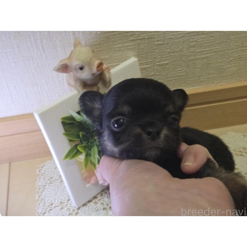 成約済の広島県のチワワ(ロングコート)-422573の36枚目