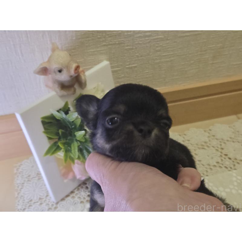 成約済の広島県のチワワ(ロングコート)-422573の35枚目