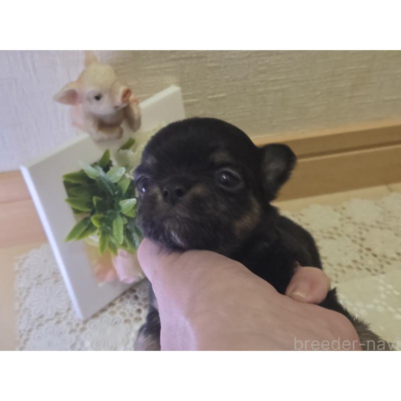 成約済の広島県のチワワ(ロングコート)-422573の34枚目