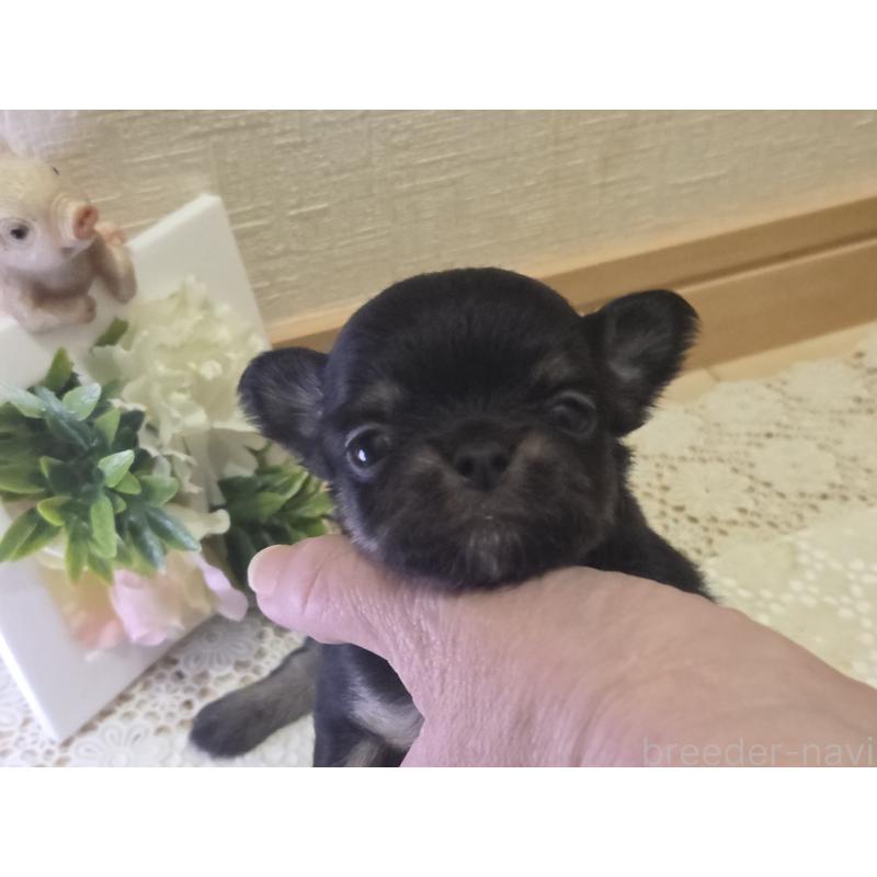 成約済の広島県のチワワ(ロングコート)-422573の33枚目