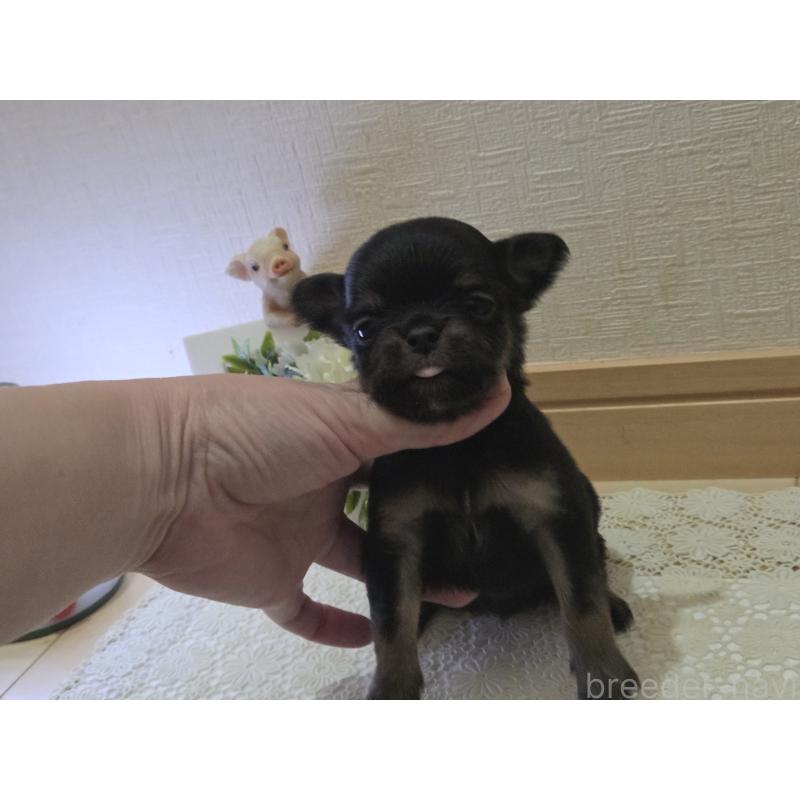 成約済の広島県のチワワ(ロングコート)-422573の32枚目