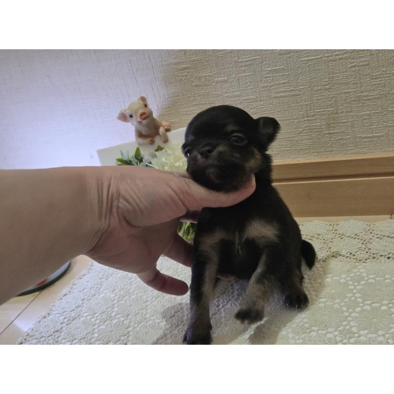 成約済の広島県のチワワ(ロングコート)-422573の31枚目