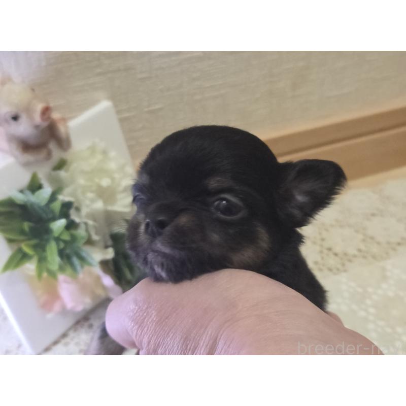 成約済の広島県のチワワ(ロングコート)-422573の30枚目