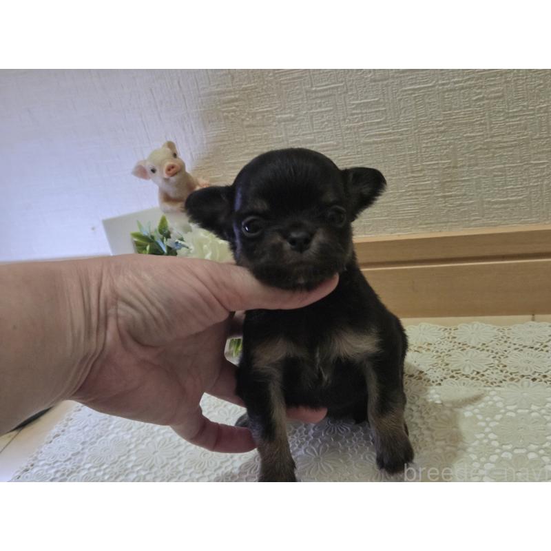 成約済の広島県のチワワ(ロングコート)-422573の29枚目