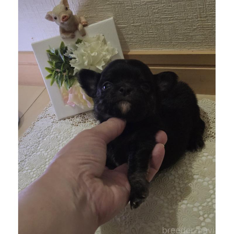 成約済の広島県のチワワ(ロングコート)-422570の56枚目