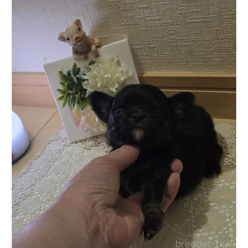 成約済の広島県のチワワ(ロングコート)-422570の55枚目