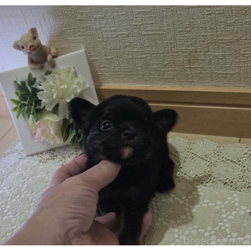 成約済の広島県のチワワ(ロングコート)-422570の54枚目