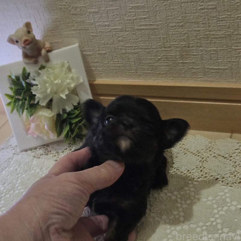 成約済の広島県のチワワ(ロングコート)-422570の53枚目