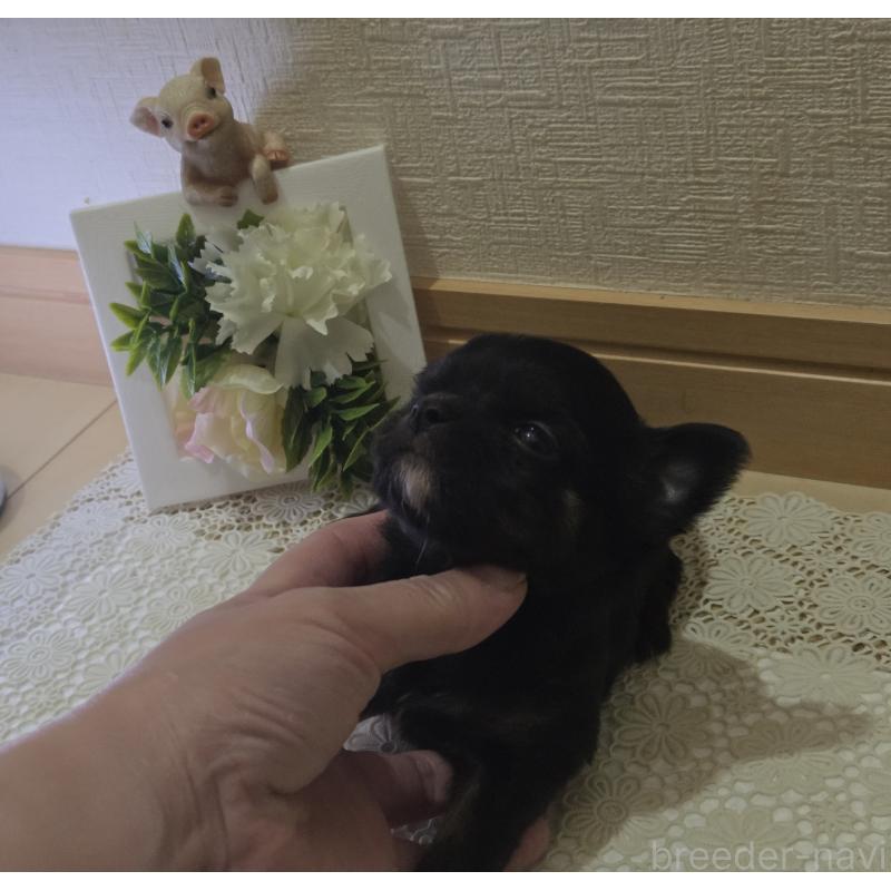 成約済の広島県のチワワ(ロングコート)-422570の52枚目