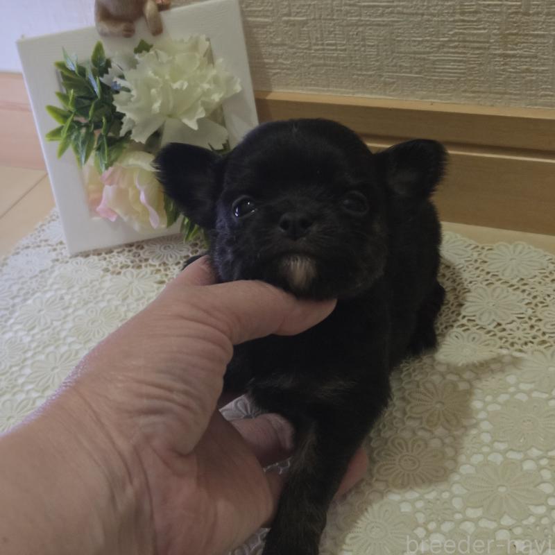 成約済の広島県のチワワ(ロングコート)-422570の51枚目