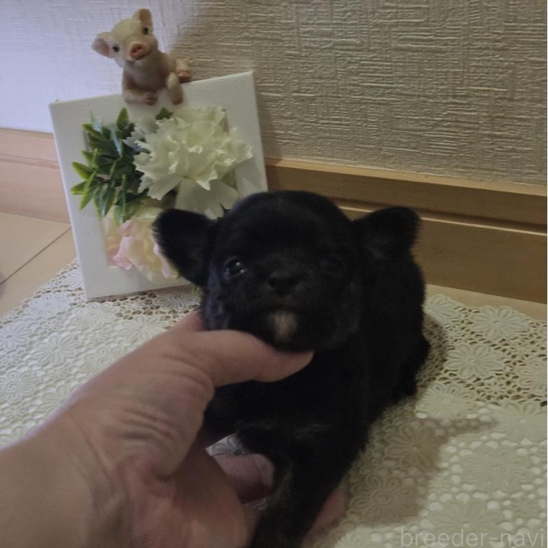 成約済の広島県のチワワ(ロングコート)-422570の50枚目