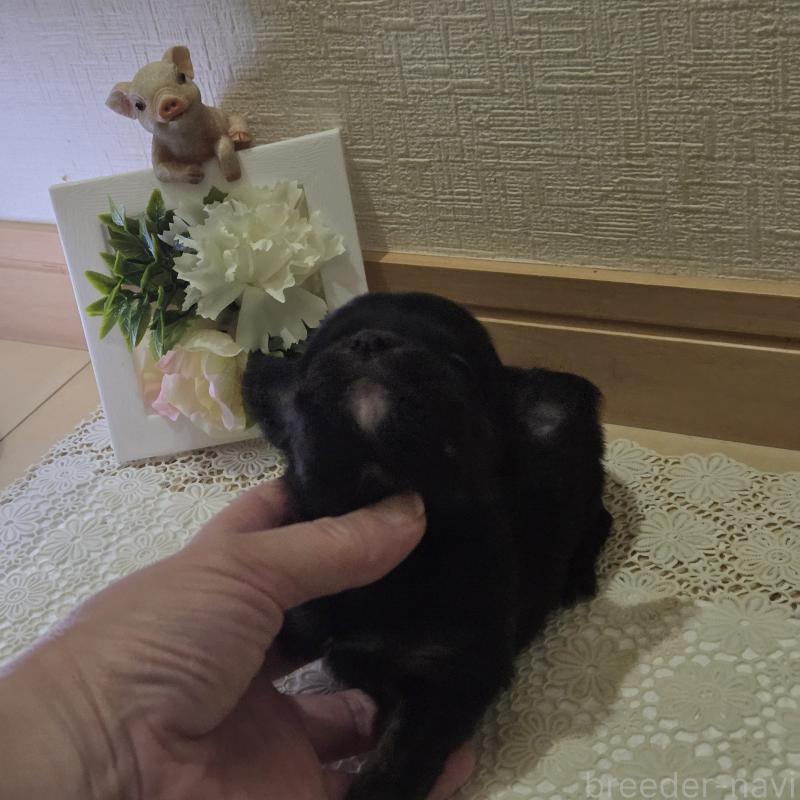 成約済の広島県のチワワ(ロングコート)-422570の49枚目