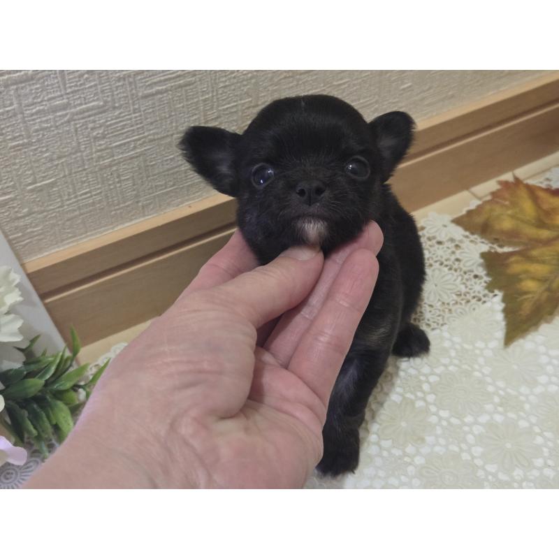 成約済の広島県のチワワ(ロングコート)-422570の48枚目