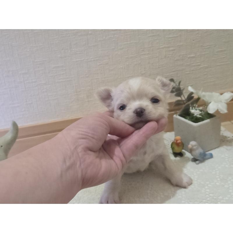 販売中の広島県のチワワ(ロングコート)-420877の51枚目