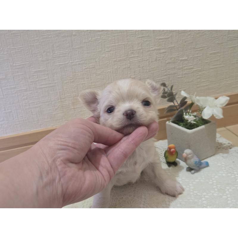 販売中の広島県のチワワ(ロングコート)-420877の49枚目