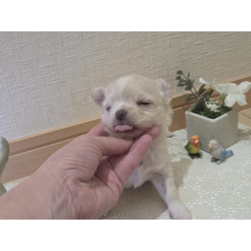 販売中の広島県のチワワ(ロングコート)-420877の48枚目