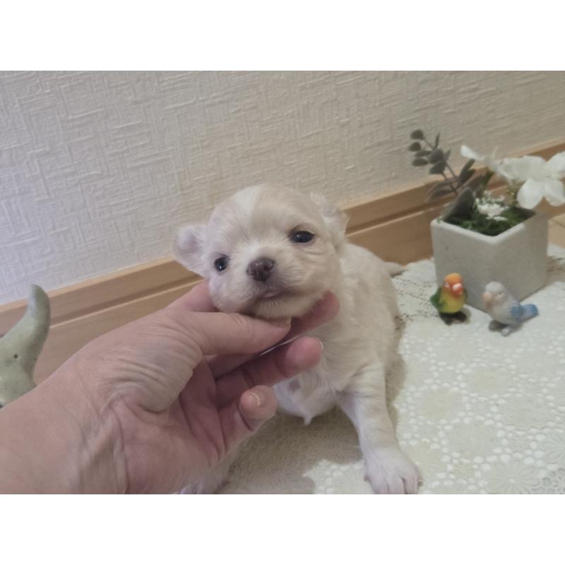 販売中の広島県のチワワ(ロングコート)-420877の44枚目