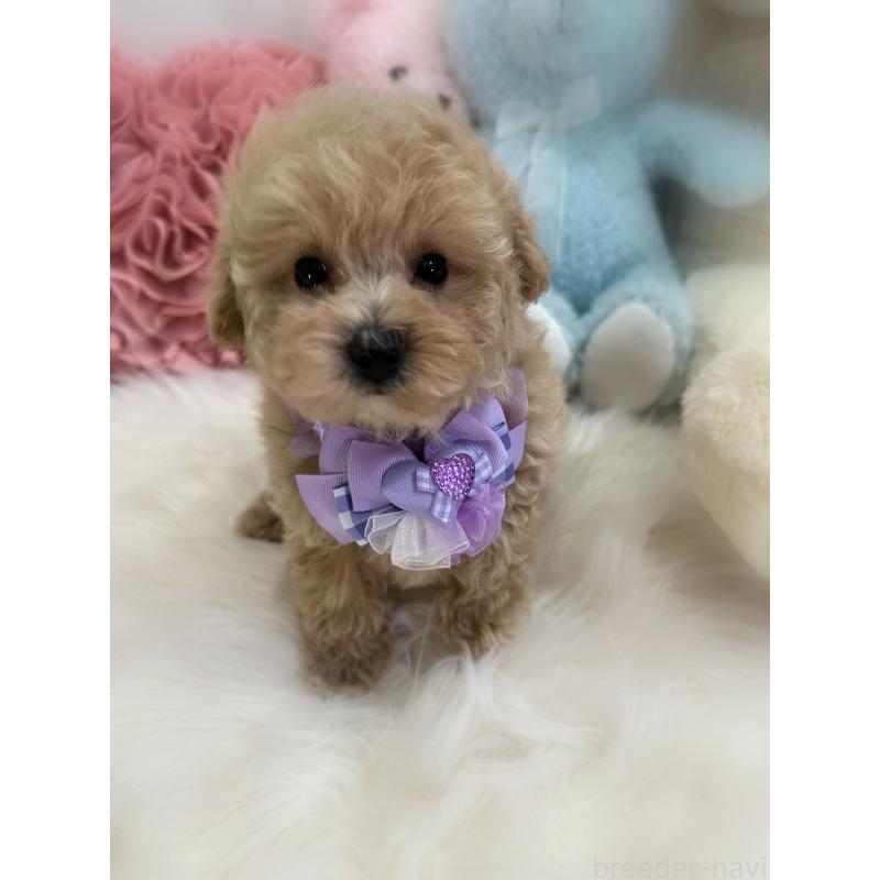 商談中の香川県のトイプードル-419501の7枚目