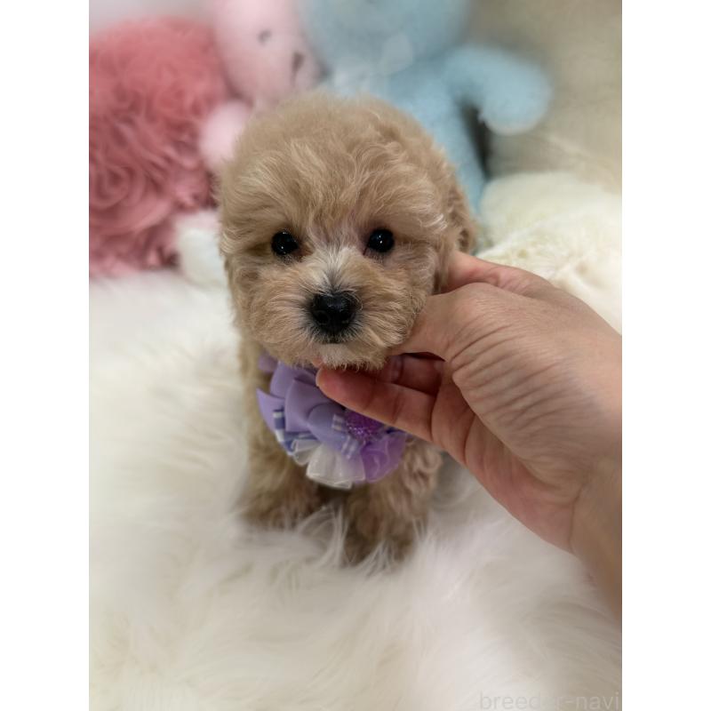 商談中の香川県のトイプードル-419501の6枚目