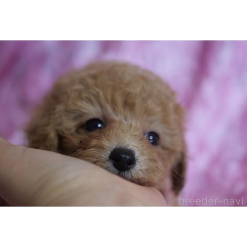 成約済の香川県のトイプードル-421873の6枚目