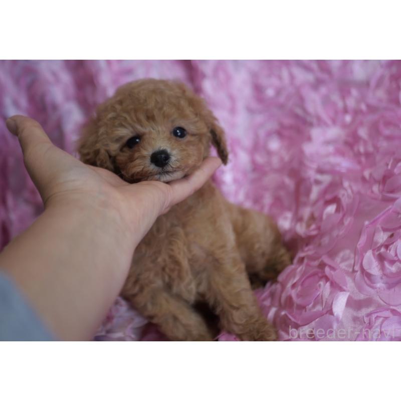 成約済の香川県のトイプードル-421873の5枚目