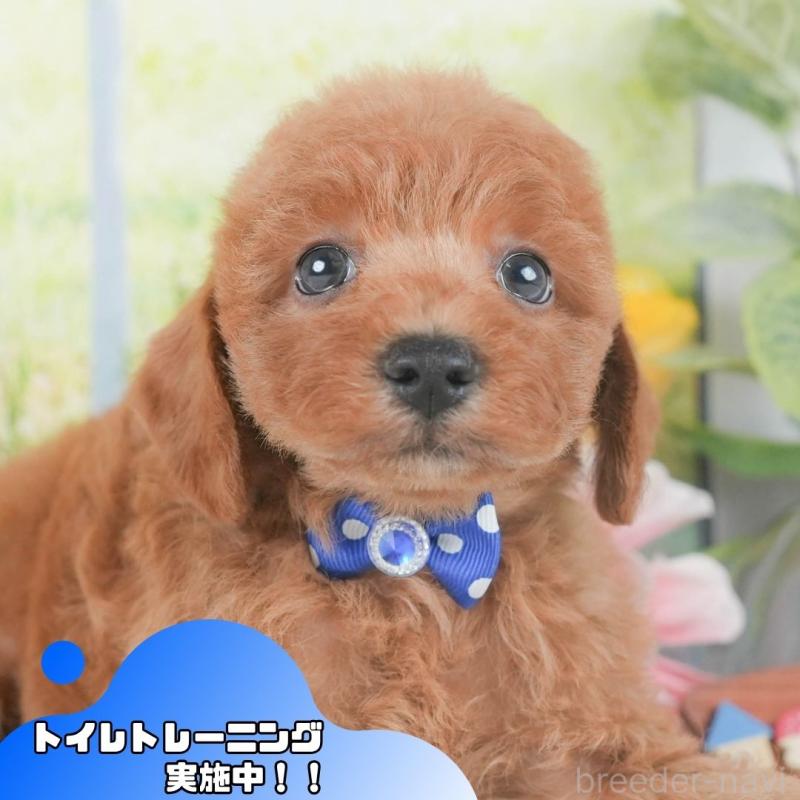 販売中の静岡県のトイプードル-424369の1枚目