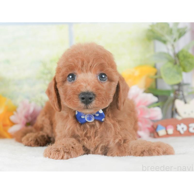 販売中の静岡県のトイプードル-424369の12枚目