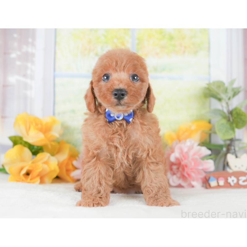 販売中の静岡県のトイプードル-424369の11枚目