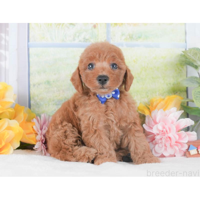 販売中の静岡県のトイプードル-424369の10枚目