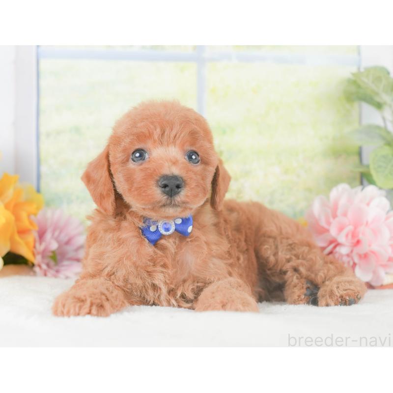 販売中の静岡県のトイプードル-424369の9枚目