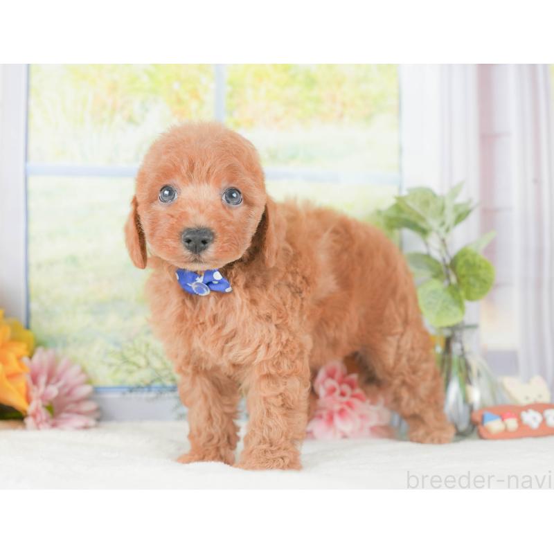 販売中の静岡県のトイプードル-424369の8枚目