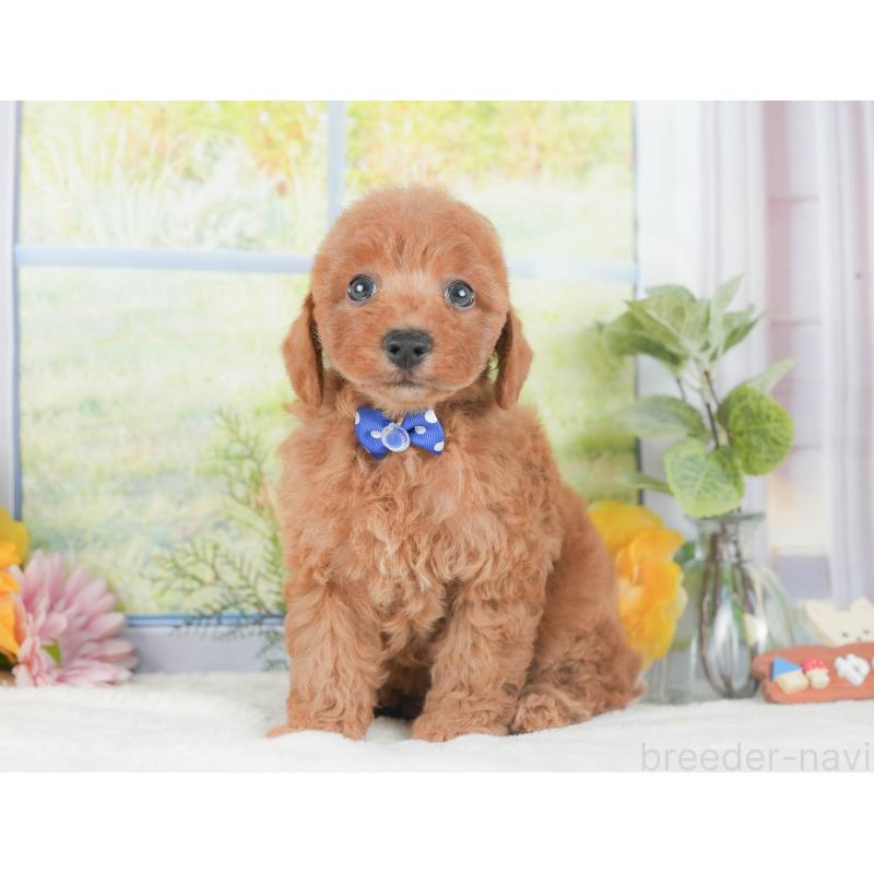 販売中の静岡県のトイプードル-424369の7枚目