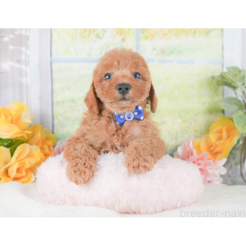 販売中の静岡県のトイプードル-424369の6枚目