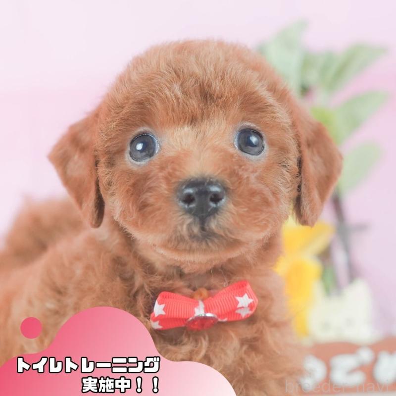 販売中の静岡県のトイプードル-424374の1枚目