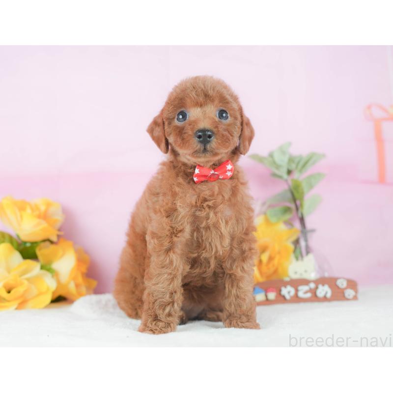 販売中の静岡県のトイプードル-424374の12枚目