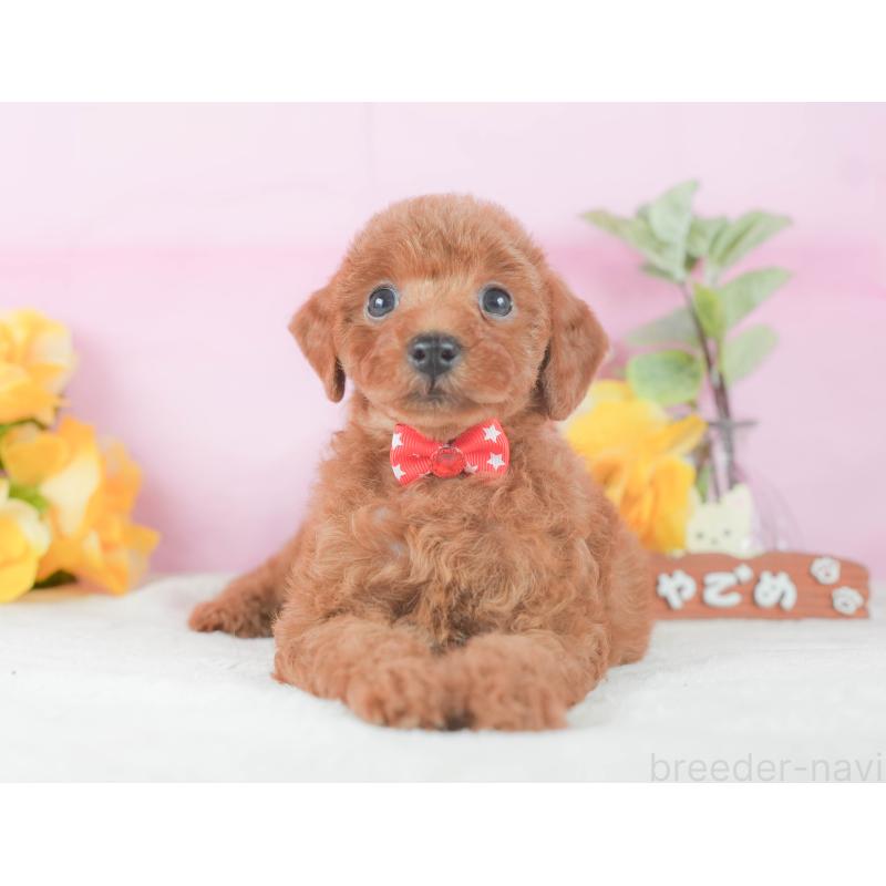 販売中の静岡県のトイプードル-424374の11枚目