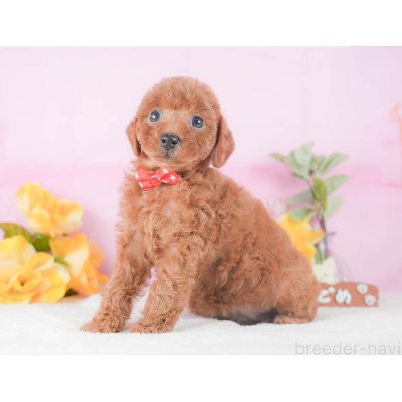 販売中の静岡県のトイプードル-424374の10枚目