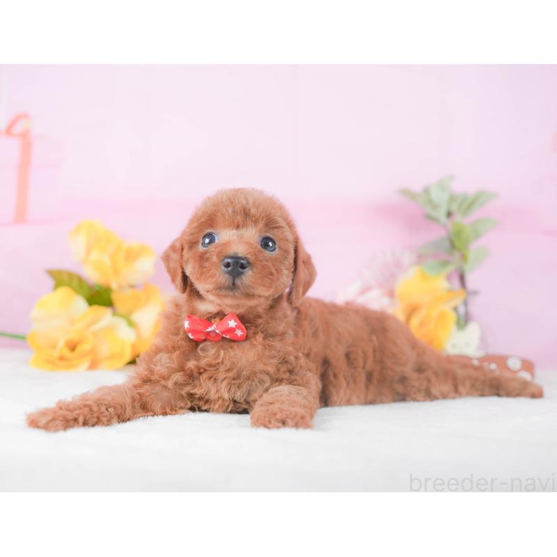 販売中の静岡県のトイプードル-424374の9枚目