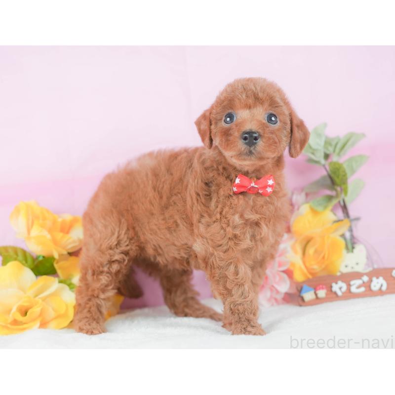 販売中の静岡県のトイプードル-424374の8枚目