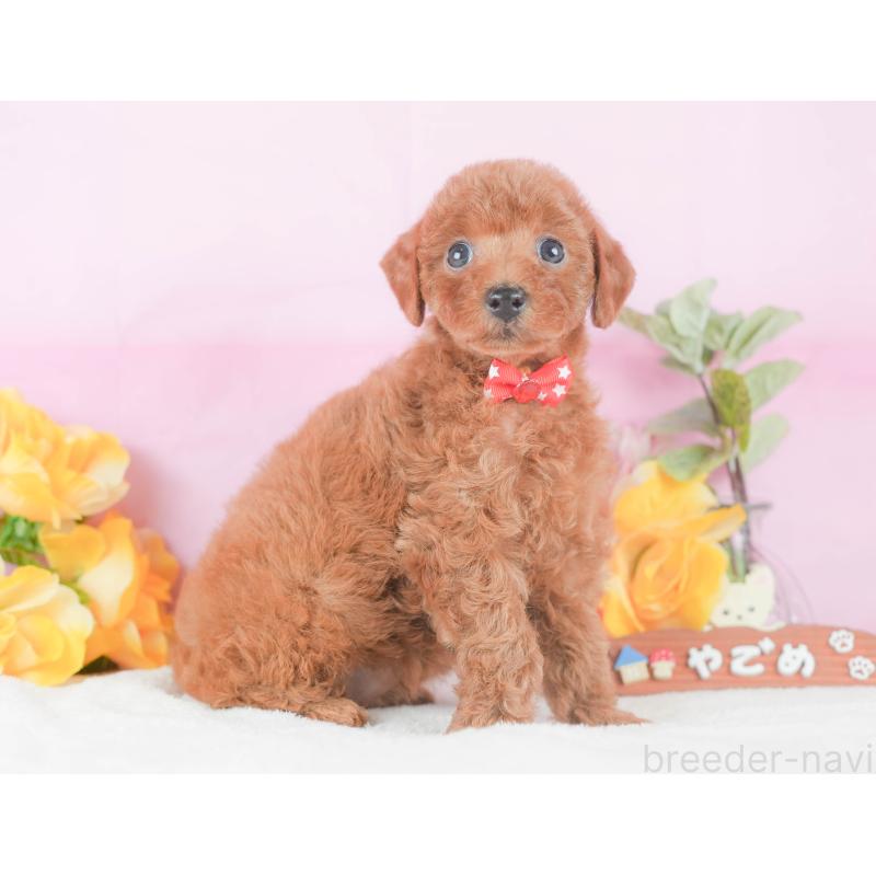 販売中の静岡県のトイプードル-424374の7枚目