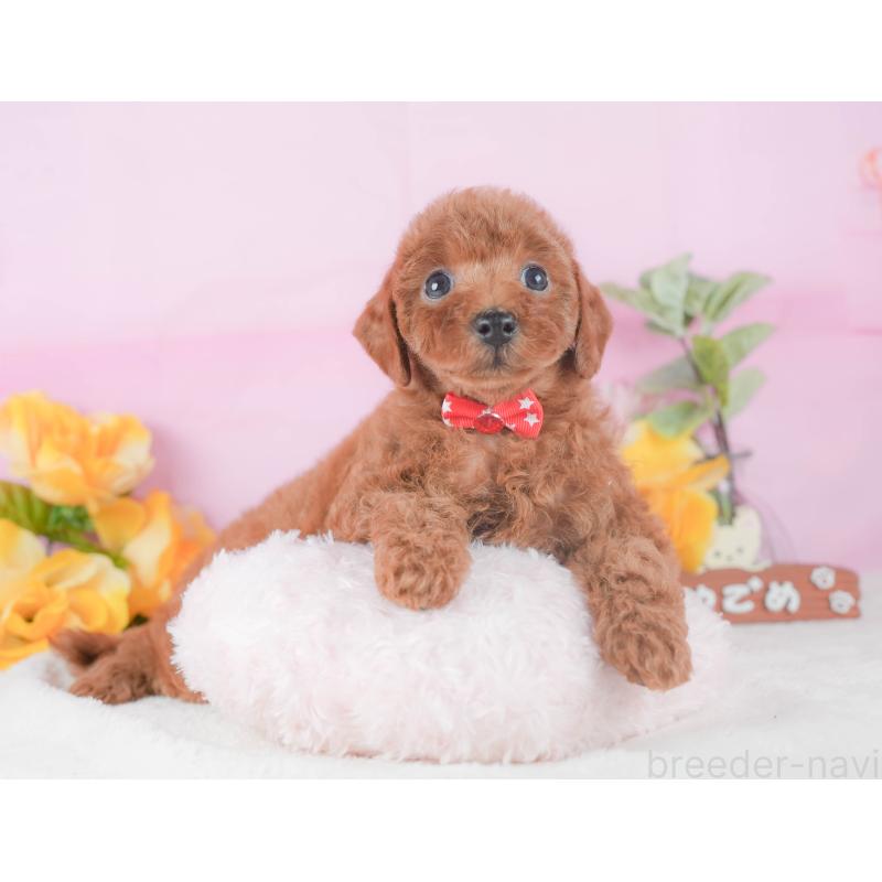 販売中の静岡県のトイプードル-424374の6枚目